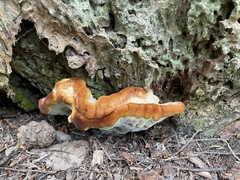 Climacocystis borealis