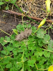 Oxalis compressa