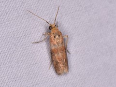 Sciota rubrisparsella