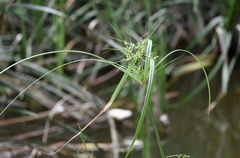Cyperus glomeratus