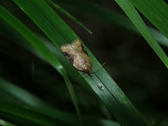 Acleris laterana