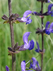 Salvia dumetorum