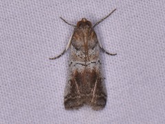 Chararica hystriculella