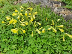 Oxalis compressa