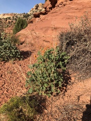 Sphaeralcea parvifolia