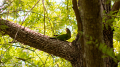 Psittacara holochlorus