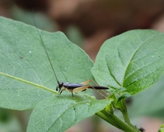 Trigonidium cicindeloides