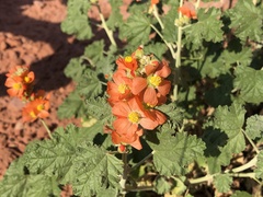 Sphaeralcea parvifolia
