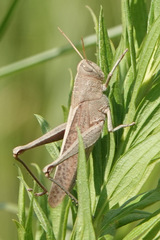 Schistocerca damnifica