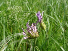 Scorzonera purpurea