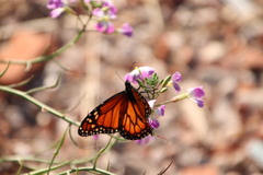 Danaus erippus
