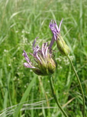 Scorzonera purpurea