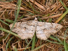 Iridopsis defectaria