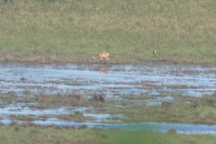 Cervus nippon yesoensis