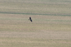 Milvus migrans lineatus