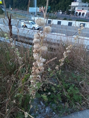 Cynoglossum officinale
