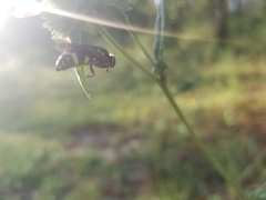 Bicyrtes insidiatrix