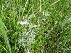 Artemisia dracunculus glauca