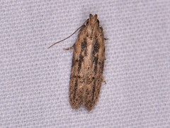 Hypatima