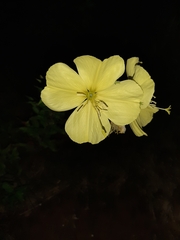 Oenothera