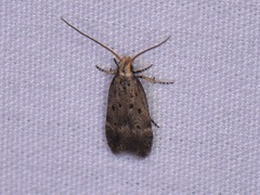 Neodactylota liguritrix