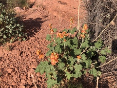 Sphaeralcea parvifolia