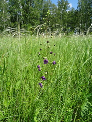 Verbascum phoeniceum