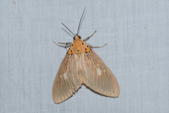 Asota plaginota