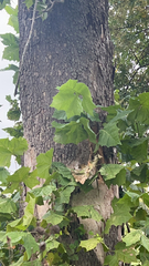 Platanus occidentalis