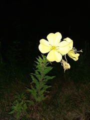 Oenothera