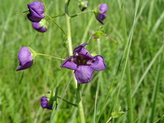 Verbascum phoeniceum