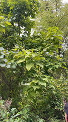 Catalpa