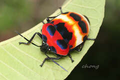 Poecilocoris latus