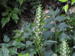 Acanthus hungaricus