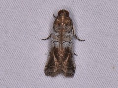 Chararica hystriculella
