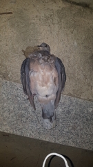 Streptopelia orientalis