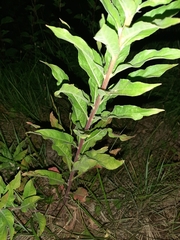 Oenothera