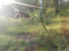 Bicyrtes insidiatrix