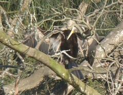 Anhinga novaehollandiae