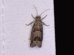 Pelochrista consobrinana