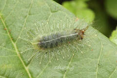 Limacodidae