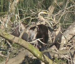 Anhinga novaehollandiae