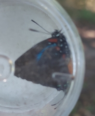 Atlides halesus