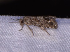 Pelochrista consobrinana