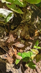 Pleurotus citrinopileatus