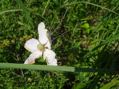 Anemonoides sylvestris