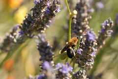 Megachile sculpturalis