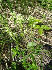 Galium × pseudoboreale