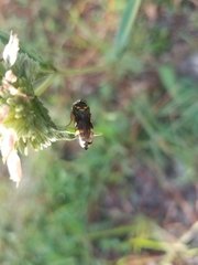 Bicyrtes insidiatrix