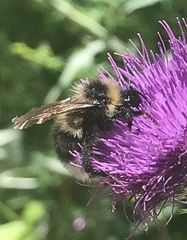 Bombus hortorum